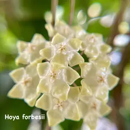 Hoya forbesii sp. Borneo
