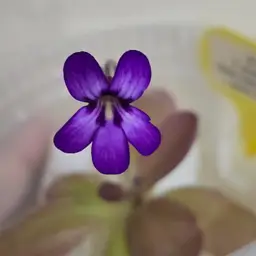 SC-1 Pinguicula moranensis (Santa Catarina Juquila) x agnata (Zimapan)