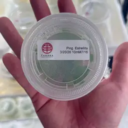 Pinguicula Tissue Culture (Core Species)