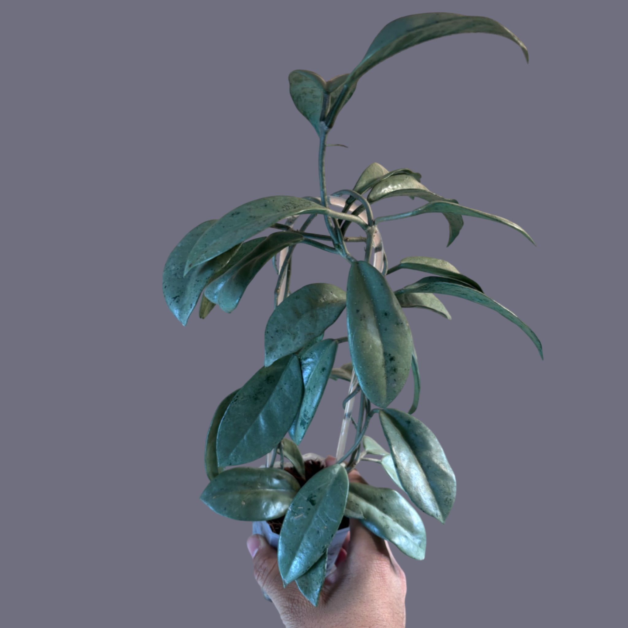 Overgrown Oasis · #378 H. WRX15-04 (rigida (seed) x blashernaezii