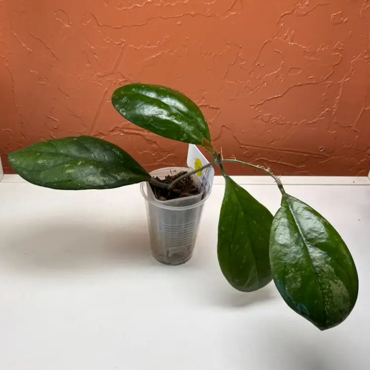 103 Hoya seedling selection by Ice Patcharawalai