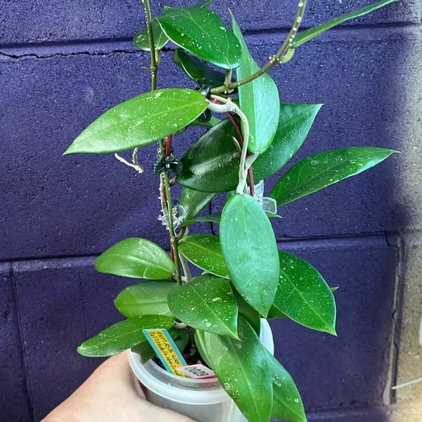 29 RHM 2586 callistophylla clone 2 x unk