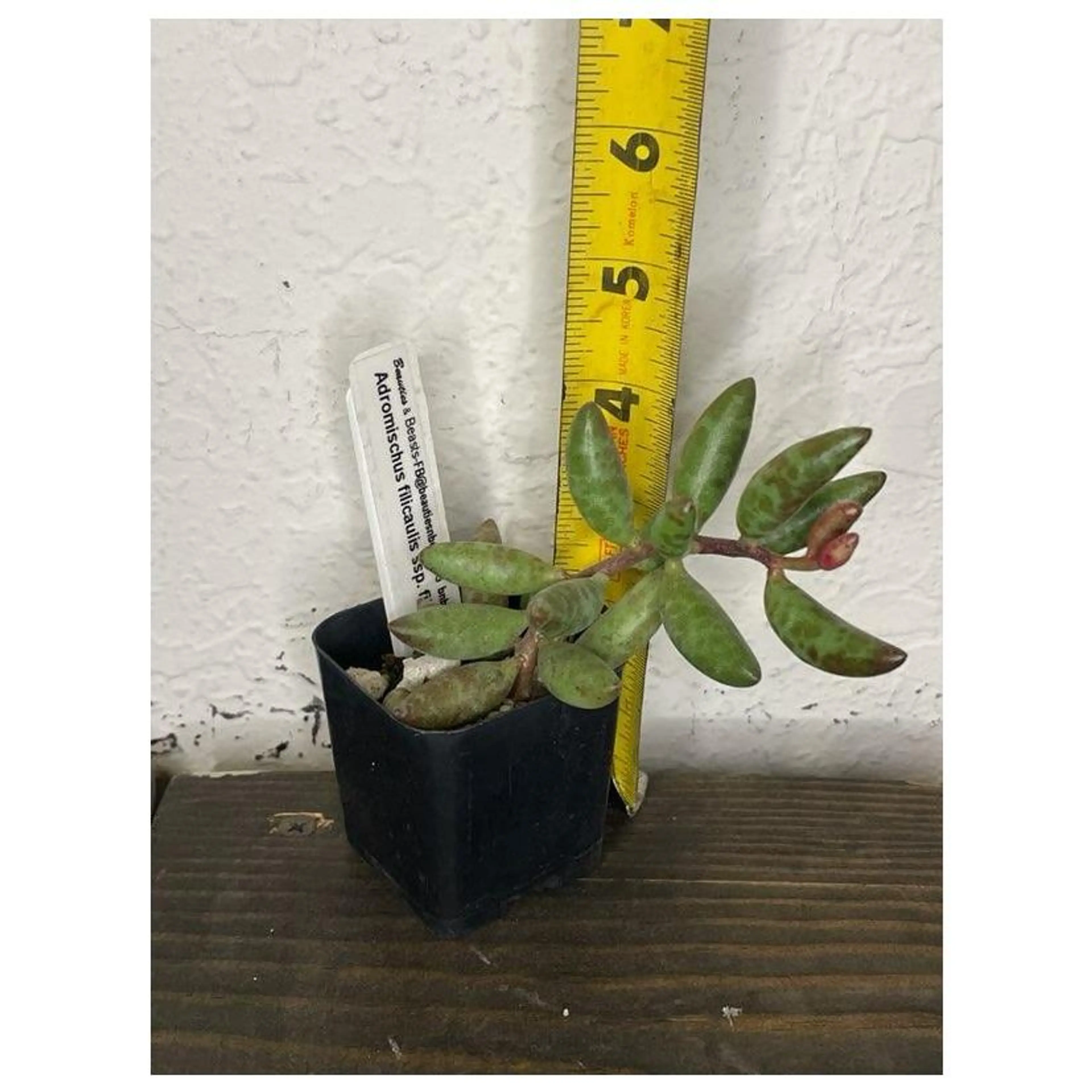 Image 1 of 6