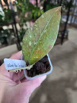 48. sp Aceh Bar Senubung