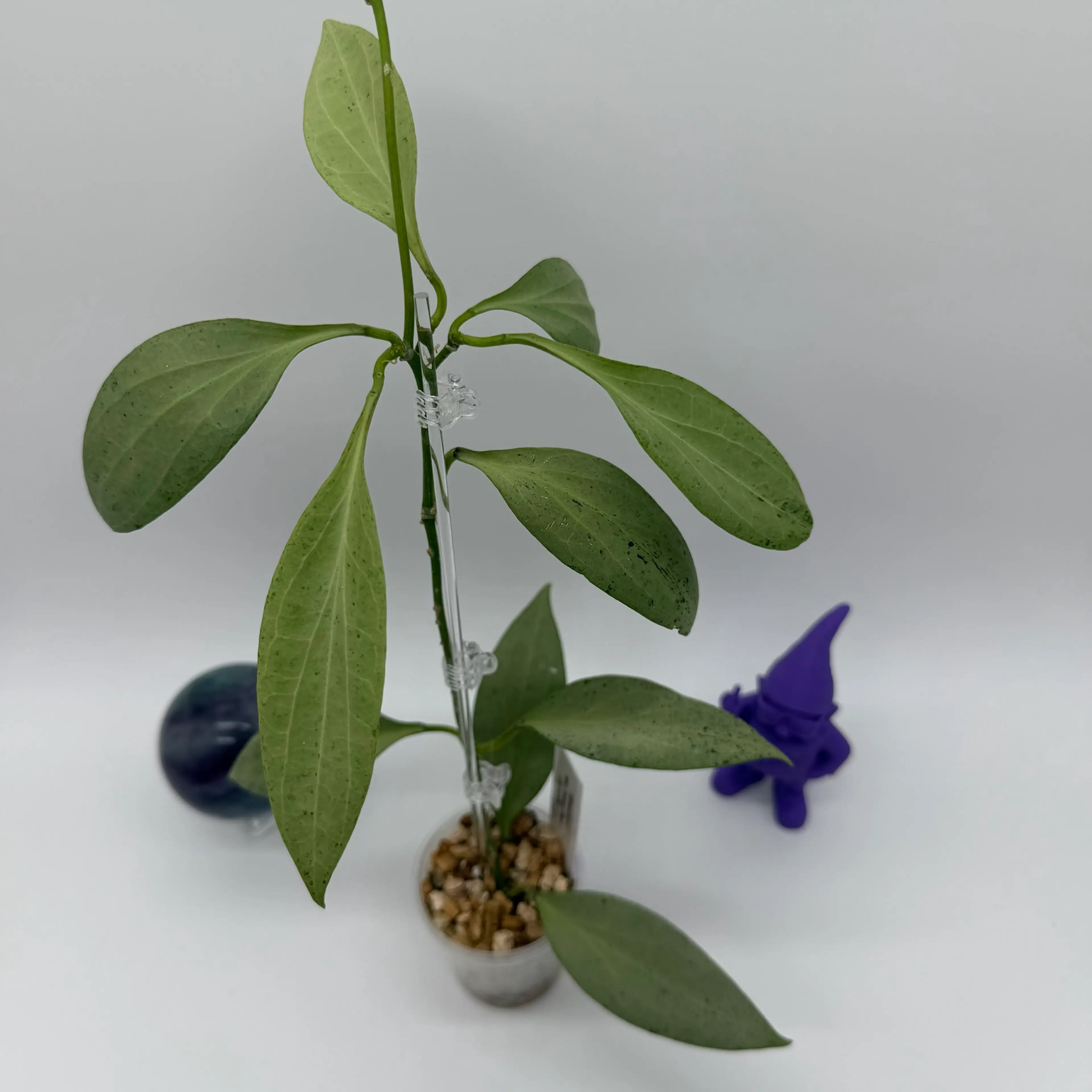 Image 2 of 2