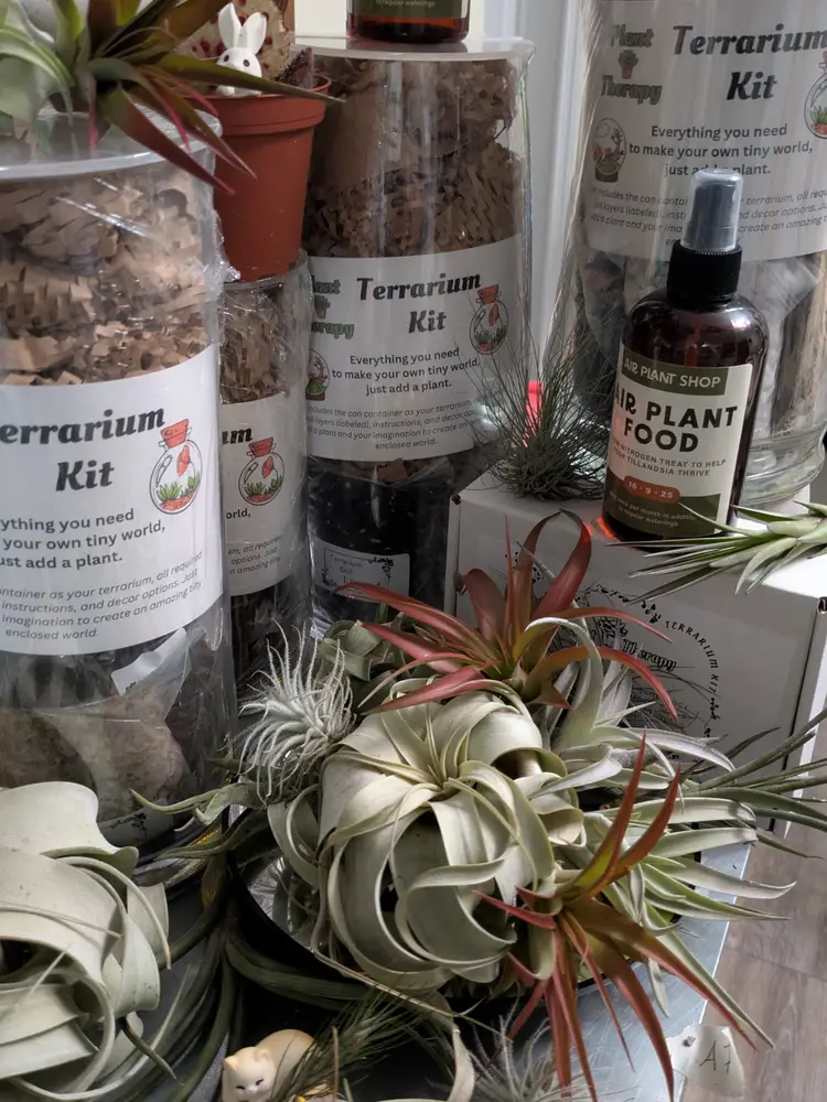 Terrarium Kit Gifts & Air Plant Bundles