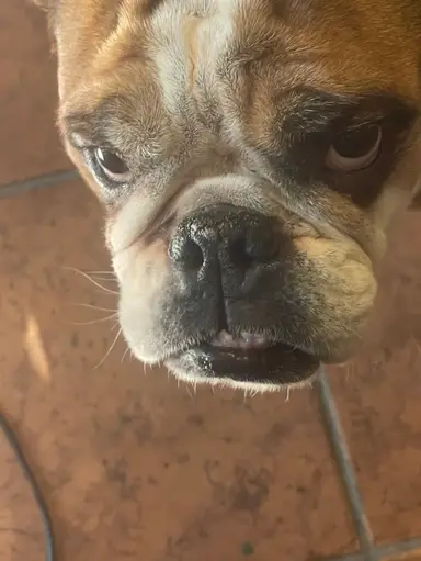 Rosey Invites You To The Monday Show. New Trinket Boxes, Glass Halloween And So Much More! Hope To See You There !