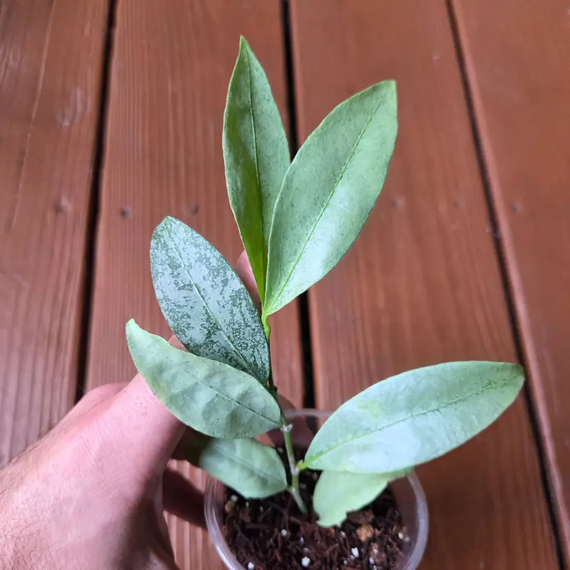 Hoya Amicabilis silver