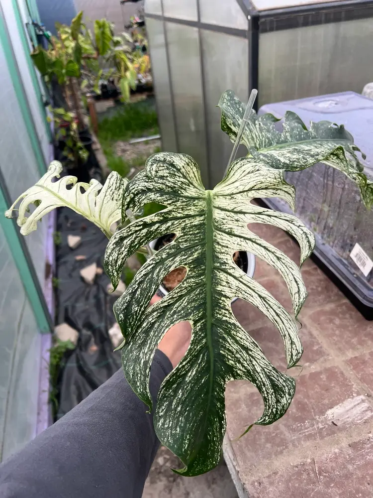 Variegated Anthurium Drawing!!!