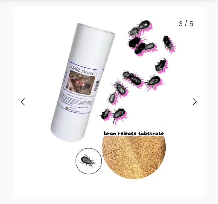 Cucumeris Mites 20k bottle