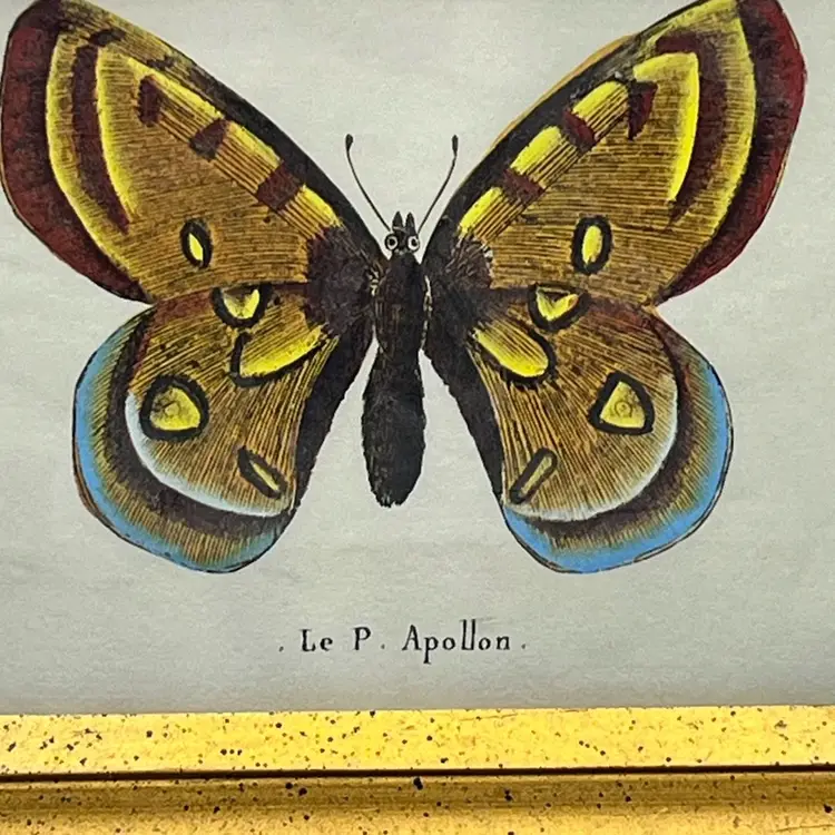 Framed Butterfly Print 7.75” x 6.25” Painted Wooden Frame