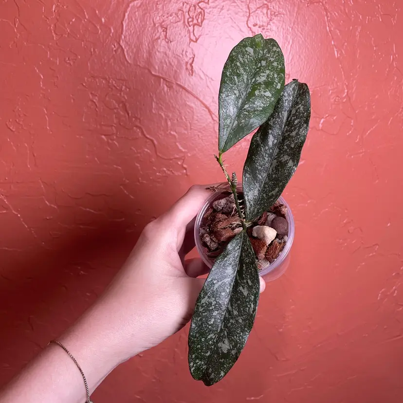 04 Hoya campanulata (splash)
