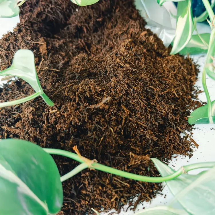 Gallon Tree Fern Fiber