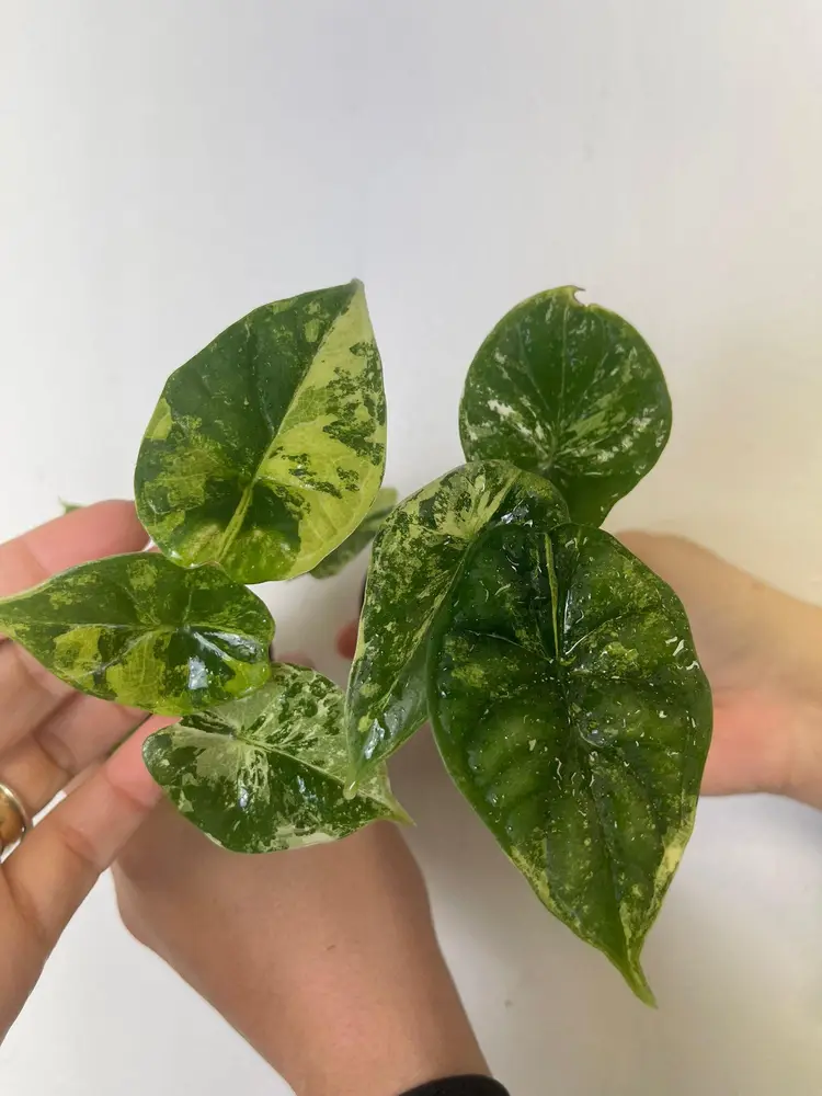 Alocasia dragon scale variegated 2”