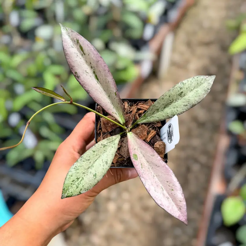 PS0450 - Hoya ‘Argentella Luna’ (kentiana x lamingtoniae)