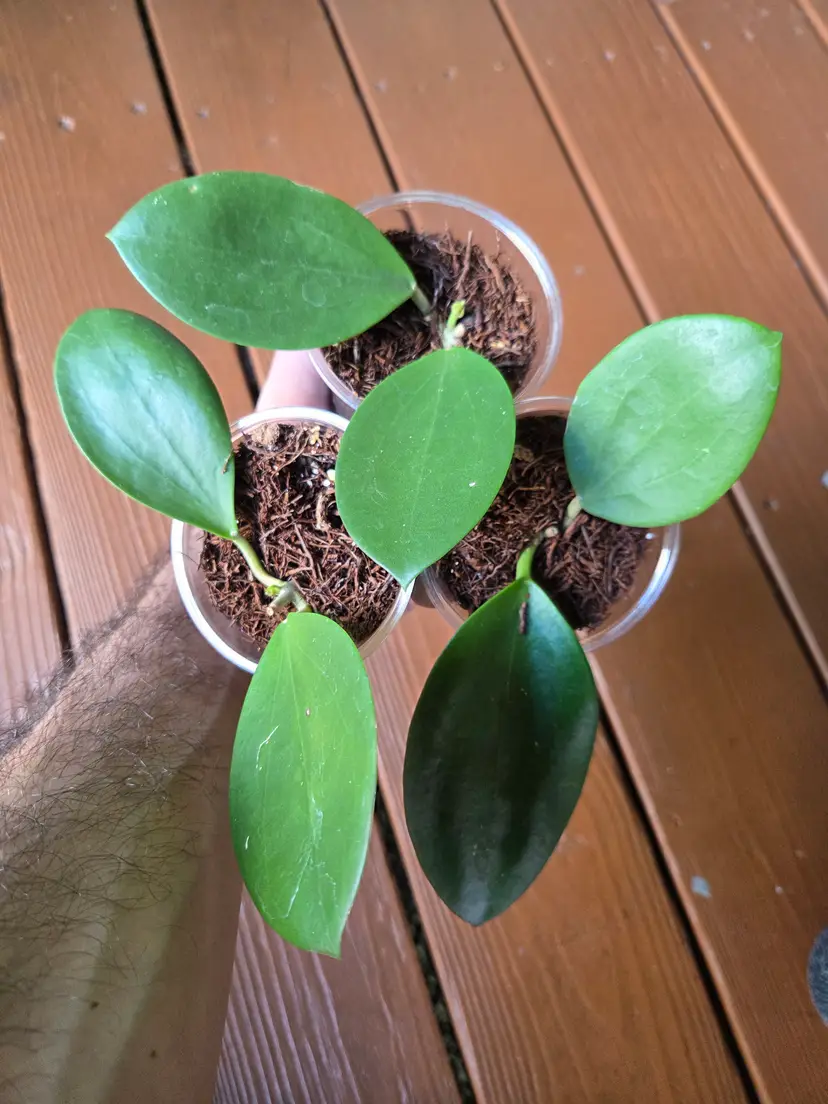 Hoya MB1414 Dark Form (Growers choice)