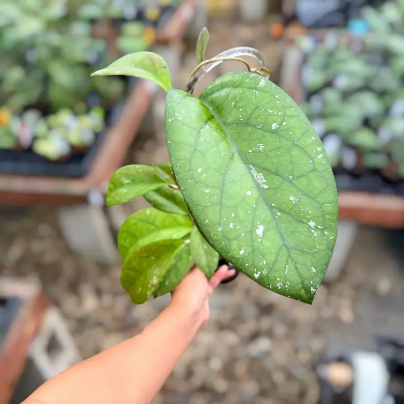 PS0110 - Trellised Hoya ‘Natta’
