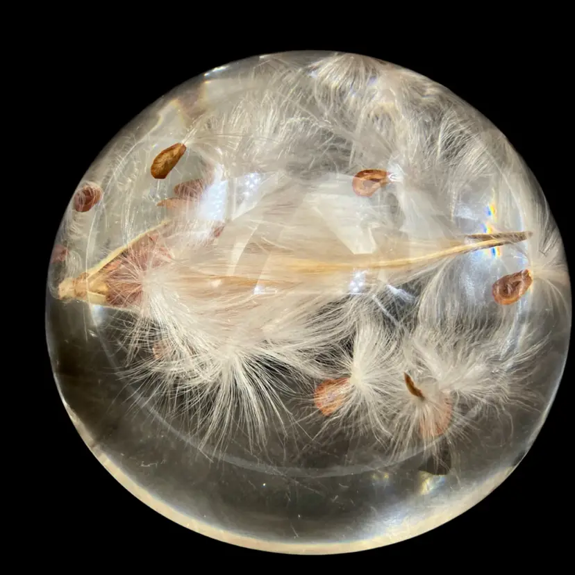 28 - Signed W Rolfe Acrylic Paperweight With Milkweed Pod And Seeds 3.75”