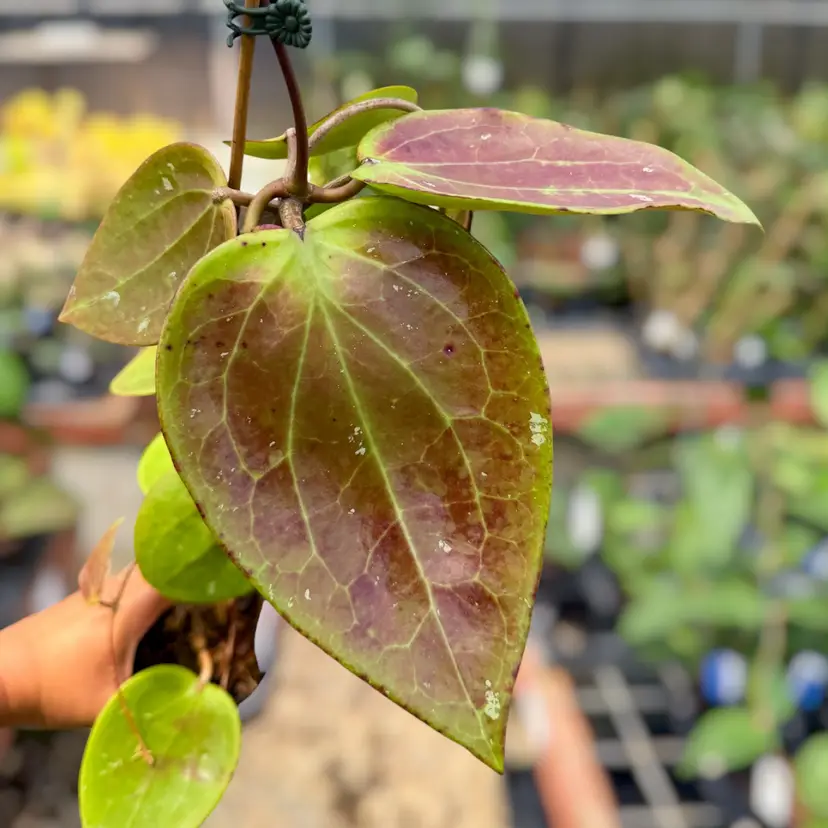PS0566 - Hoya glabra (Indonesia)