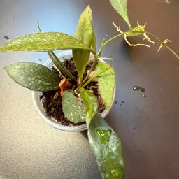 Hoya Rosita seedling splash
