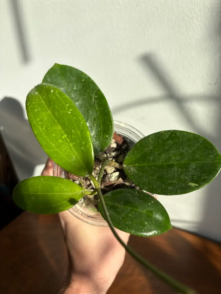 Hoya verticillata red leaf narrow