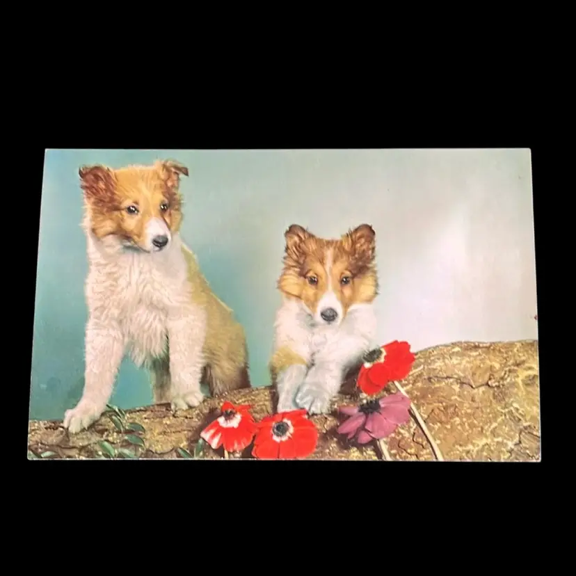 Vintage Squeaking Postcard -Cute Collie Puppies