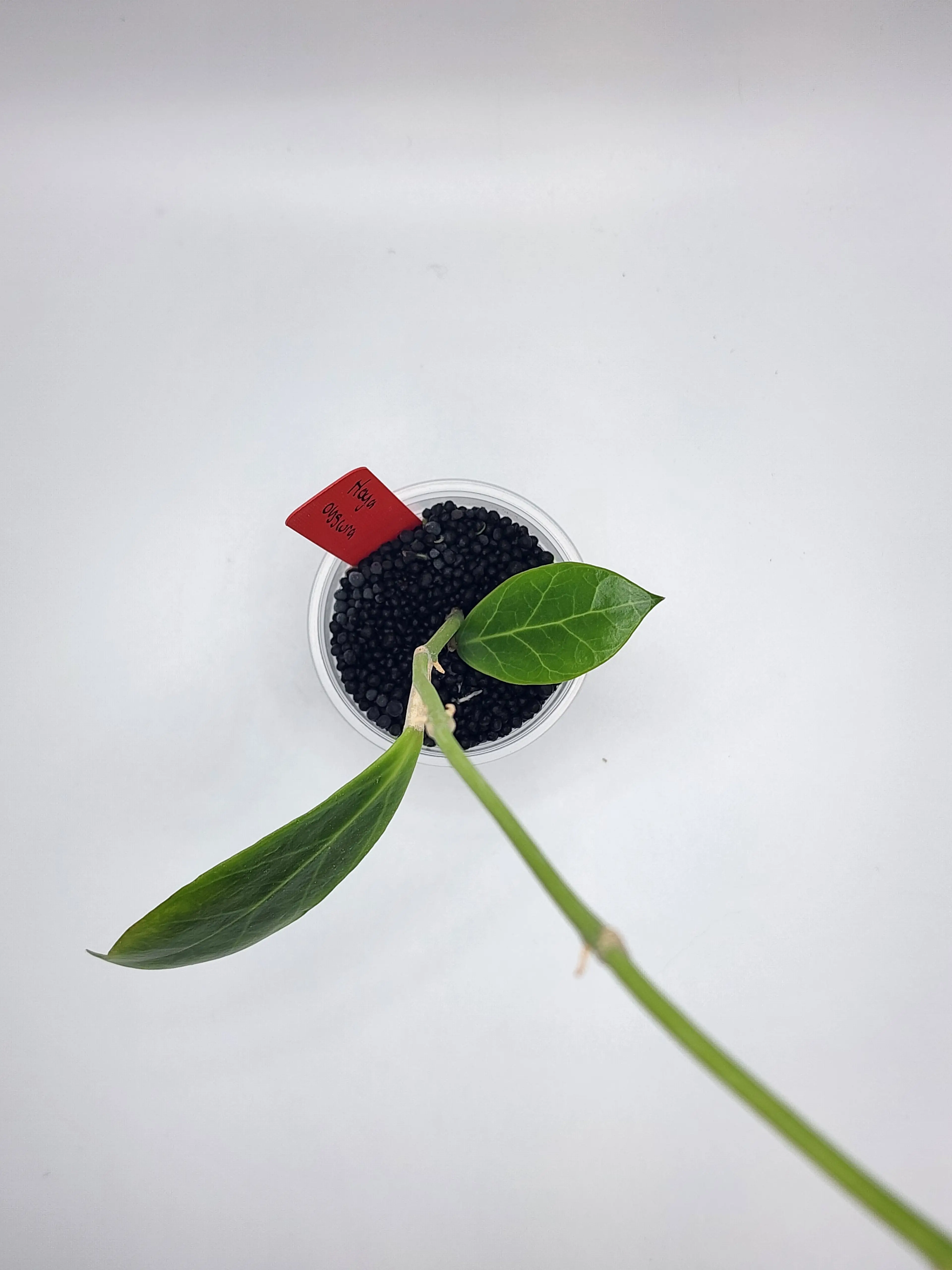 Image 2 of 2