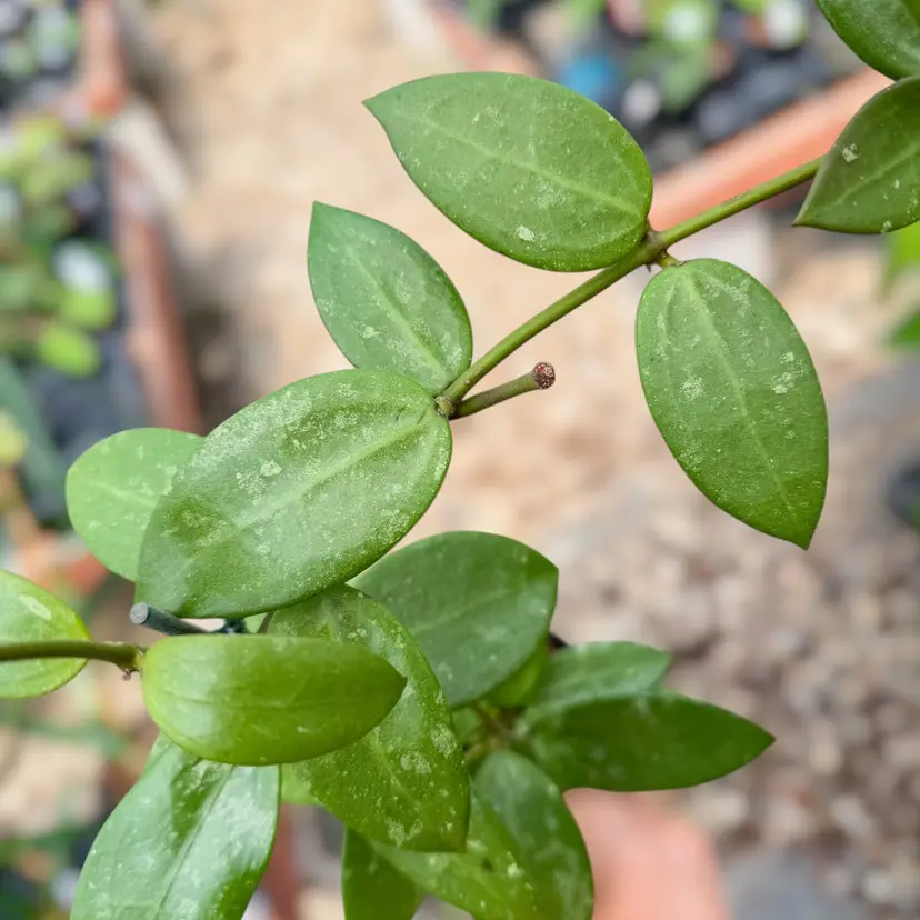PSGC - Hoya sp. (Ko Chang Island) x Hoya callistophylla