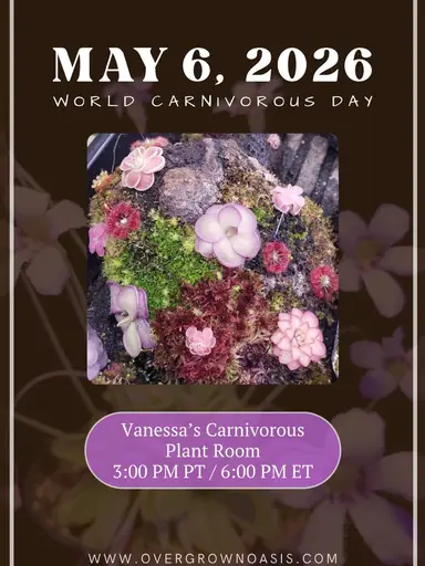 Vanessa's Carnivorous Plant Room
