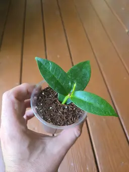 Hoya Bruno Queen (Densifolia x Campanulata)