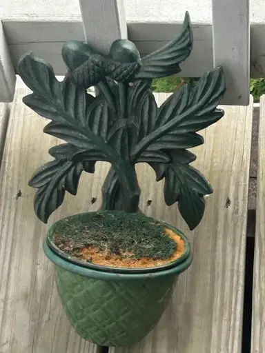 $1.08 Starts..Will Run Wall Planters @ 8:58 🌿🍃🍃🌿