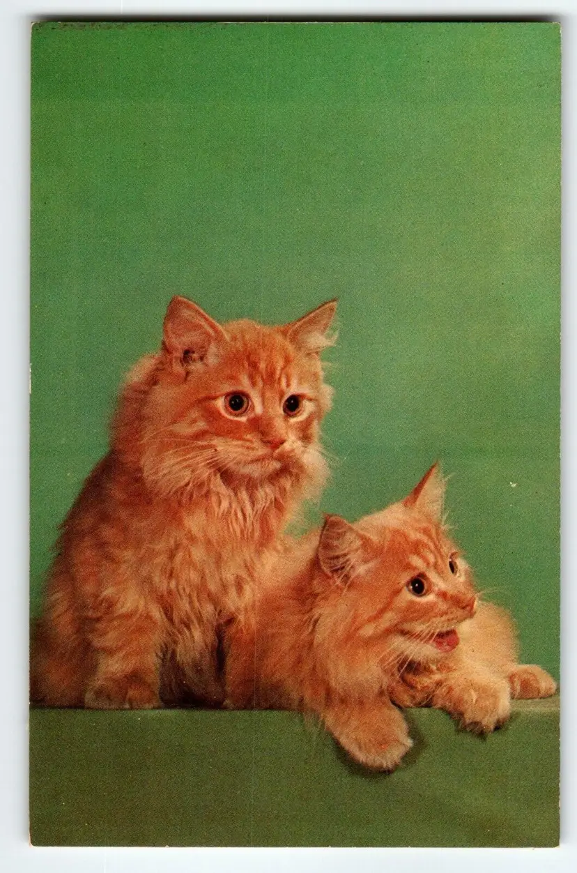 Orange Kitten Cats Greetings From Ithaca New York Postcard Chrome Unposted NY