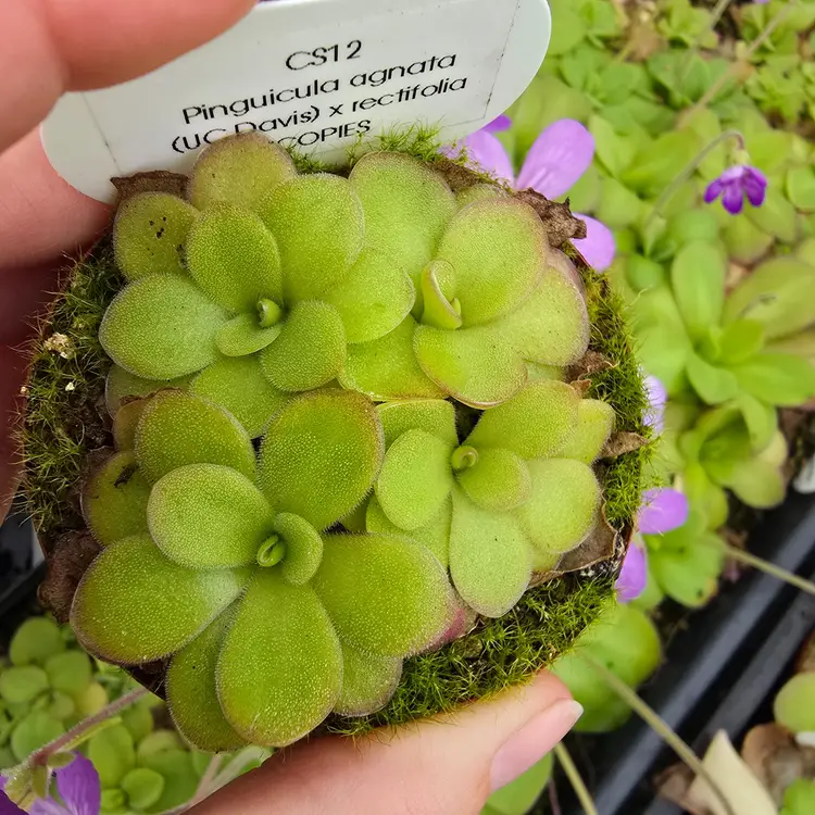 BABY Pinguicula Hybrid SC-12 agnata (UC Davis) X rectifolia