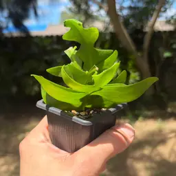 Ric Rac Cactus