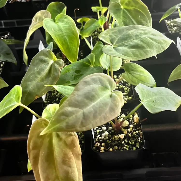 123D - GC - Anthurium Black Velvet Eastern Panama