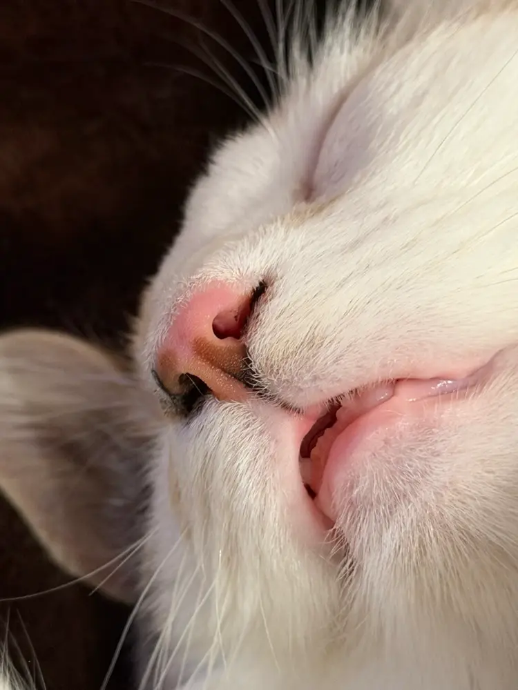 My First Live Show- A Bit Of Everything Low Starts