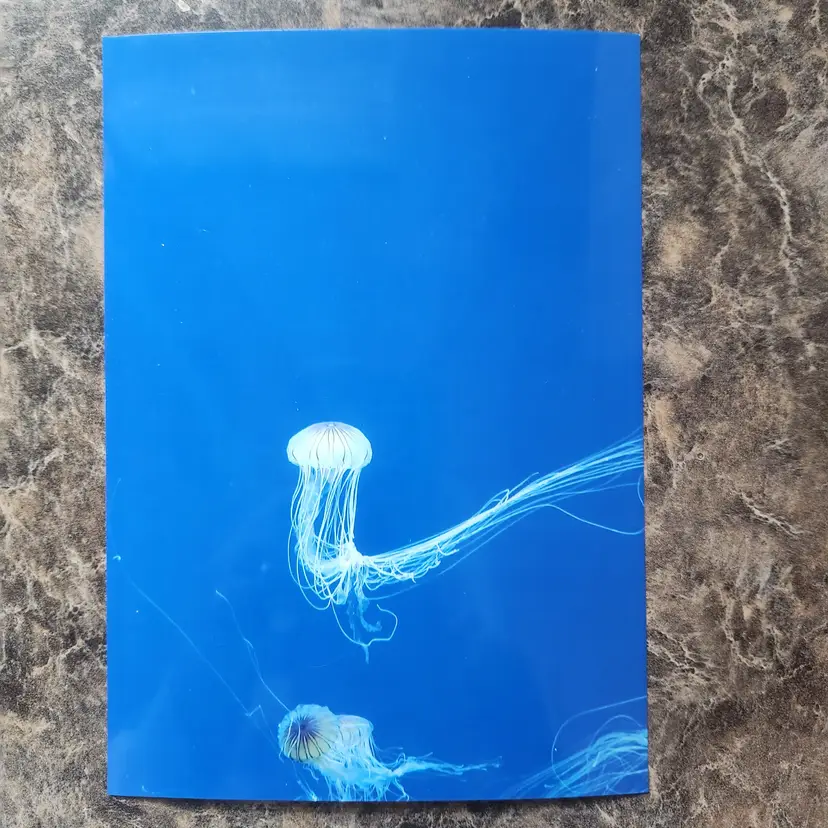Photograph Of Jellyfish