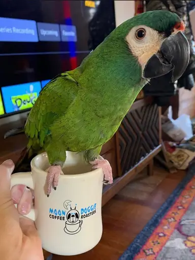 Niknax Coffee Chat - Might Be A Little Late