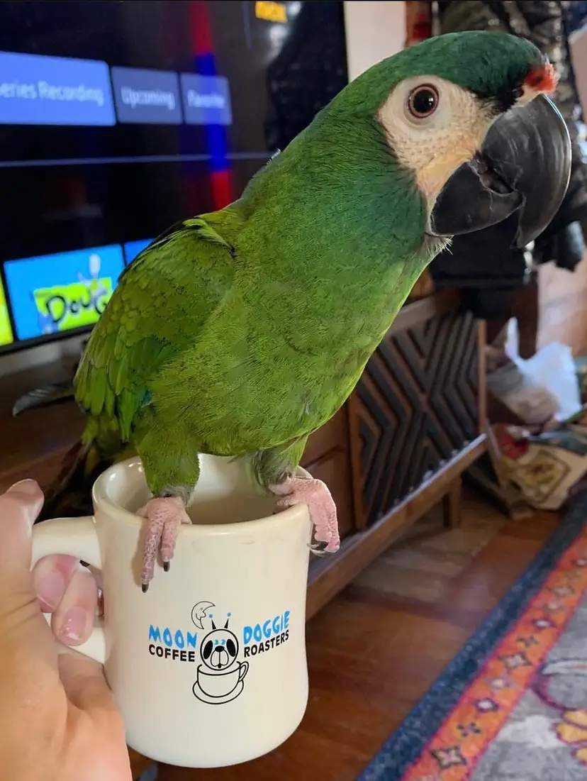 Livestream thumbnail