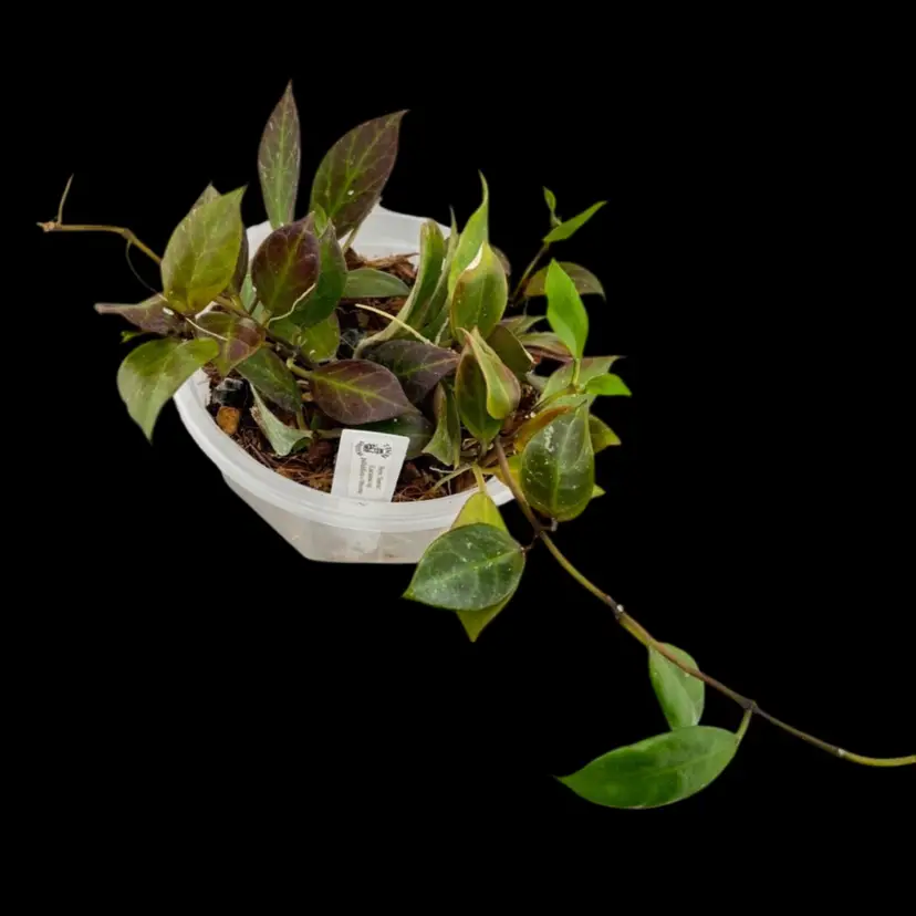 Hoya βSunriseβ - full 5in hanging basket