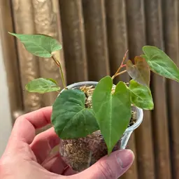 Fallopia Multiflora Revert