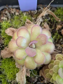 P. "Bonbon" x 'Faulisi'