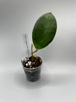 h smr972 (mb1497xunk)