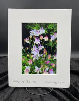 Original Photo Purple Columbine Flowers (Aquilegia), Signed & Matted, 8" x 10"