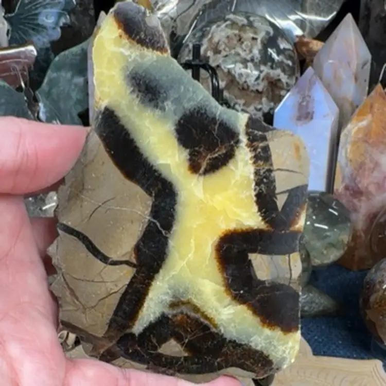 Septarian Slab 25E