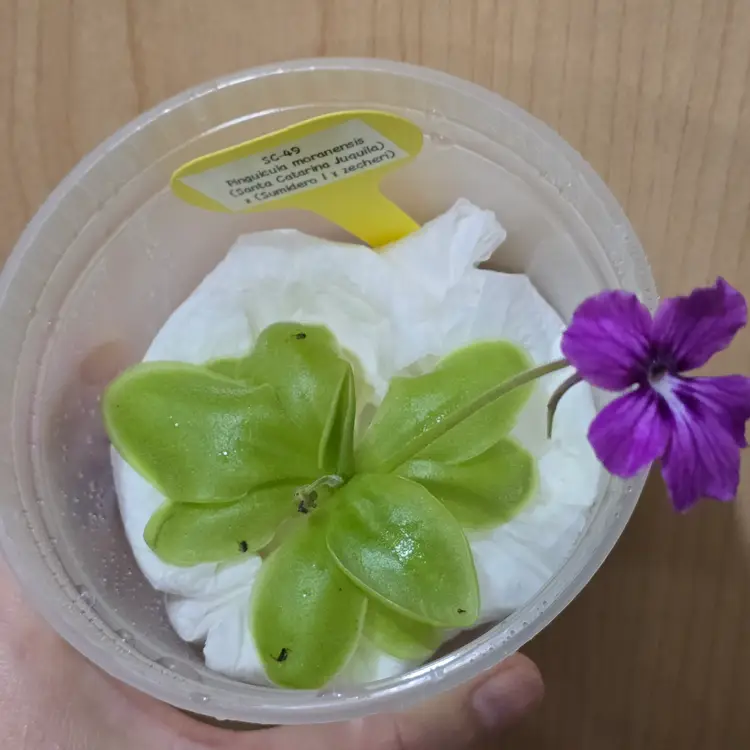 SC-49 Pinguicula moranensis (Santa Catarina Juquila) x (Sumidero I x zecheri)