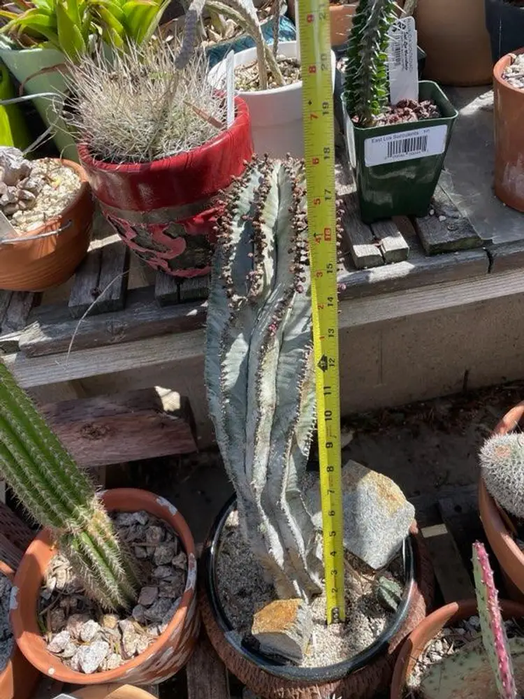 Euphorbia polygona " Snowflake"