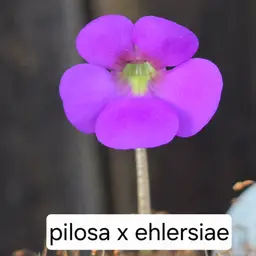 Pinguicula pilosa x ehlersiae