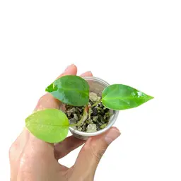 (Magnificum x Waroc) x Blue Velvet