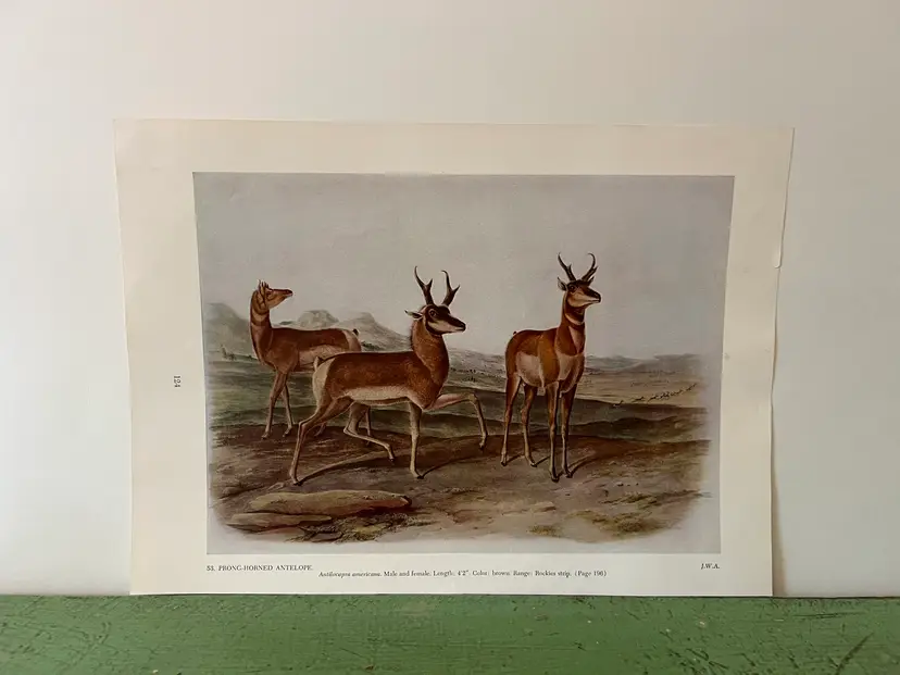 Vintage Prong Horned Antelope Audubon North America Print. 1951 Full Color 12 x 8.5"